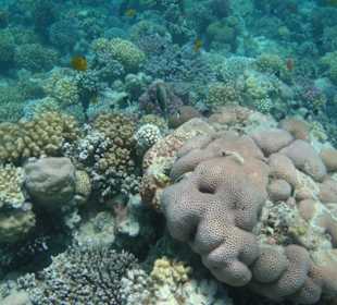 Hausriff am Makadi Palace / Makadi Spa Hotel