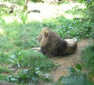 Zoo  Gelsenkirchen "Löwe"