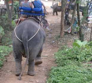 Elefantentrekking