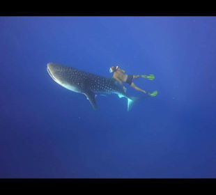 Schnorcheln Abu Soma