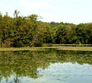 Seenlandschaft Nähe Forsthaus Siehdichum