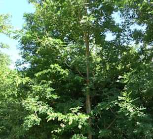 Waldinformationssystem „Lebendiger Wald“