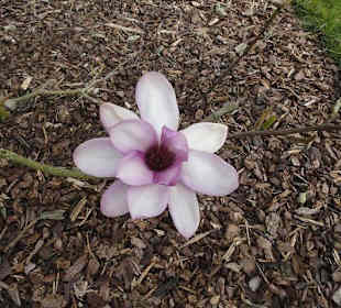 Flora