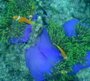 Mein Nemo
