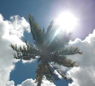 Palmen im Nationalpark