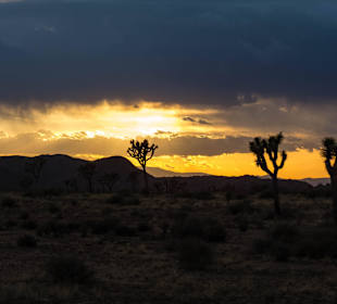 Sonnenuntergang im Joshua Tree Nationalpark