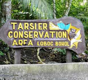 Bohol Tarsier Affen