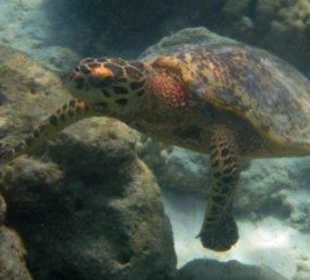 Hausriff Filitheyo Island