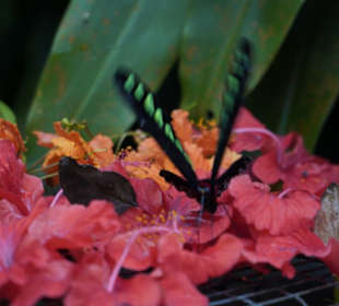 Butterfly Park Kuala Lumpur