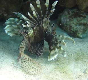 Abu Hashish (Tauchen)