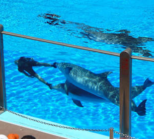 Delfine und Trainerin