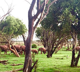 Słonie na safari w Tsavo East