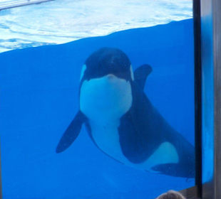 der kleine Shamu