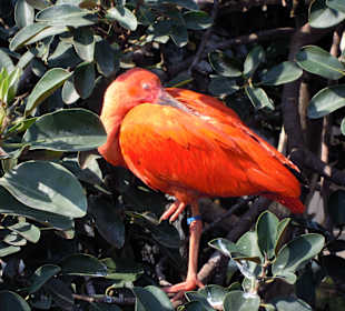 Es gibt auch  einen begehbaren Vogelkäfig.