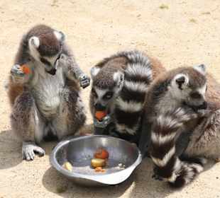 Zoo von Champrépus Normandie