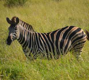 Krüger Nationalpark