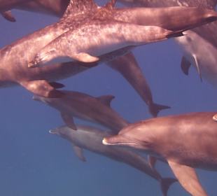 Juppi Flipper lässt grüssen