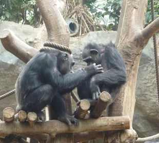 Schimpansen beim putzen