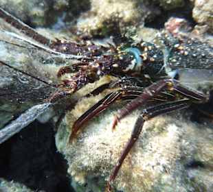 Weißgepunktete Languste