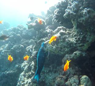 Schnorcheln Hausriff Bel Air Beach /Arabia Hurghada	