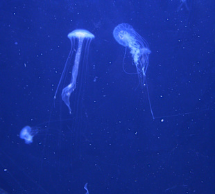 Aquarium Berlin
