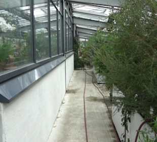Subtropenhaus