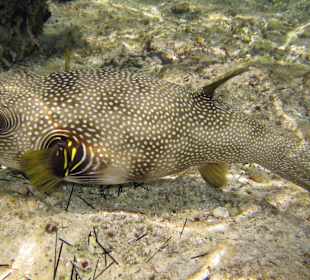 Puffa fish in sea just off beach