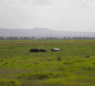 3 Nilpferde beim Baden