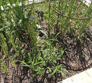 Botanischer Garten der Universität Zürich