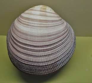 Rundgang durch das Muschelmuseum Wremen