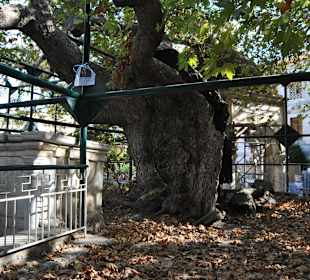 Platane von "Hippokrates" Begründer der Medizin 