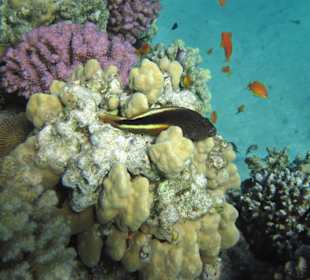 Forsters Büschelbarsch