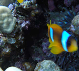 Findet Nemo