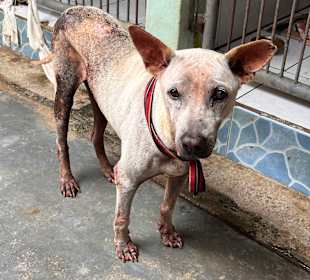 Dog and Cat Rescue Samui Foundation