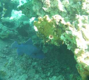 Blauer Drückerfisch im Hausriff des Hotel Sentido Oriental D