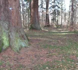 Wellingtonien - Platz mit Mammutbäumen