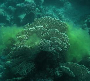 Coraya Bay, Unterwasserwelt