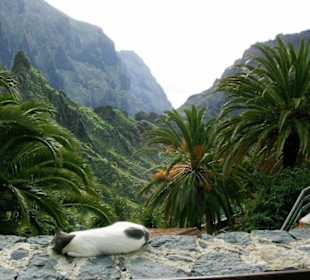 Katze in Masca/Teneriffa