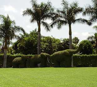 Loro Park - Pflanzen