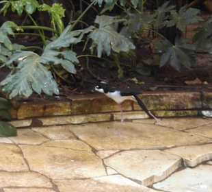 Weltvogelpark Walsrode