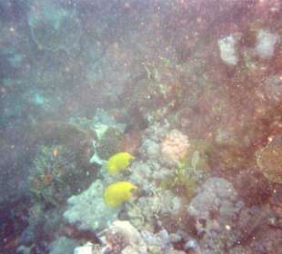 Unterwasserwelt am Hotel Park Inn Sharm el Sheikh