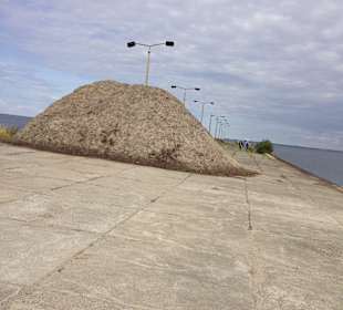 Die alte Mole