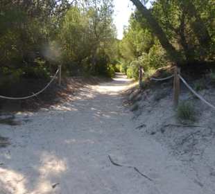In den Dünen hinter der Playa de Muro