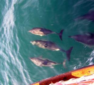 Delphine Tour in Gibraltar