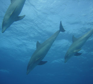 Sind sie nicht wunderschön und elegant?