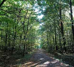 Herbstspaziergang durch den Hasbruch