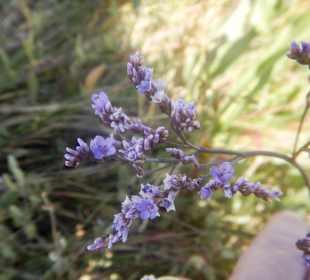 Salzwiesenlehrpfad/Pflanzen