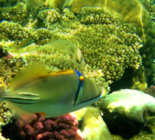 Picasso-Drückerfisch am Hausriff Dreams Beach Resort & Dream