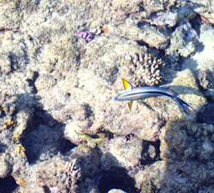 Atembeaubende Unterwasserwelt