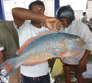 Fischereihafen Beruwela